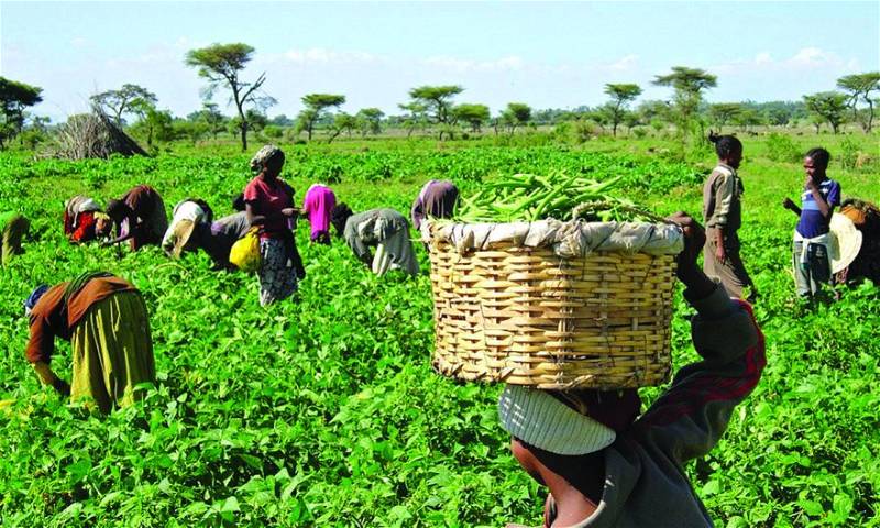 Running on empty: Crops rot as farmers battle power cuts