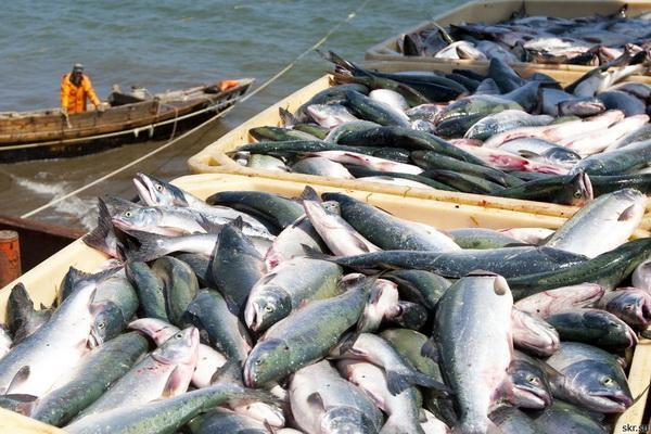 Nigeria’s fish supply gap opens N23trn opportunity
