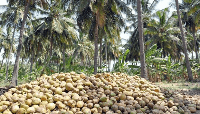 Seedlings lock out farmers from $38bn coconut market