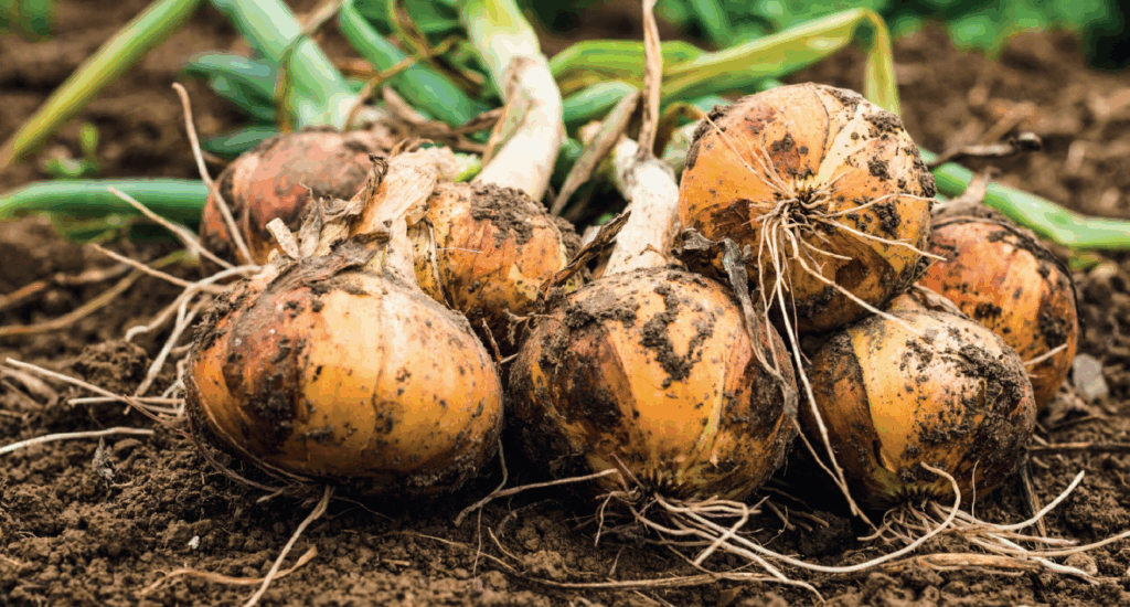 Nigeria produces enough, but cannot feed its people