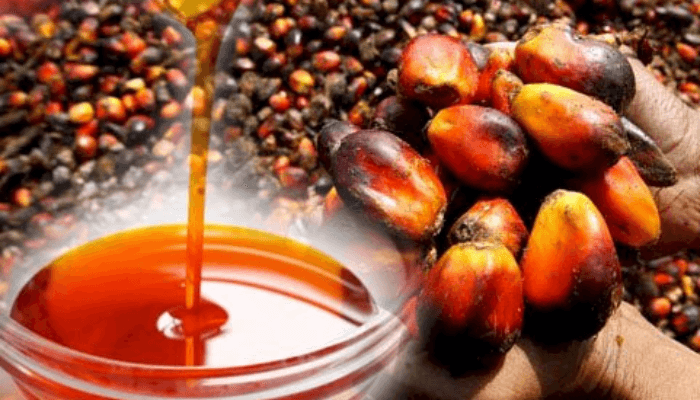Palm oil: The lost red gold – how Nigeria can reclaim its throne