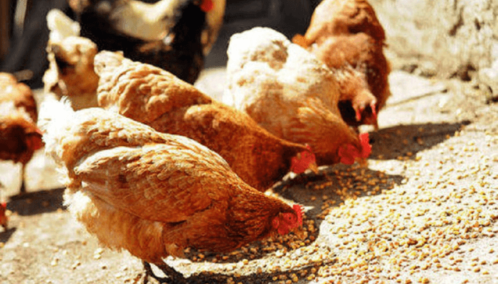 Nigerians double down on local chicken as smuggling fades