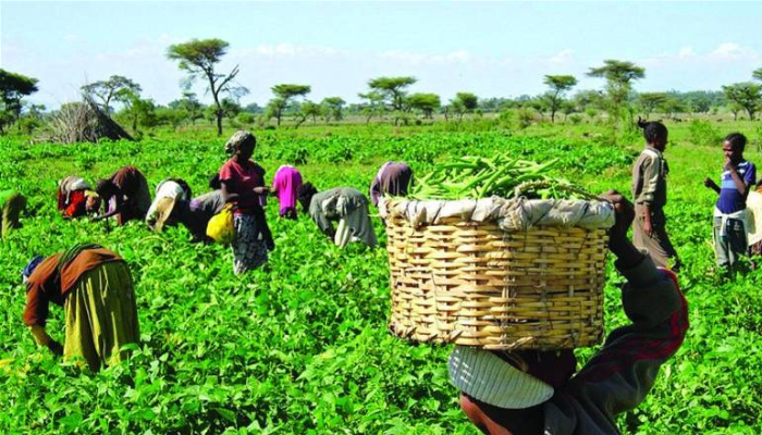 Investors seek production subsidy as farmers’ losses pile