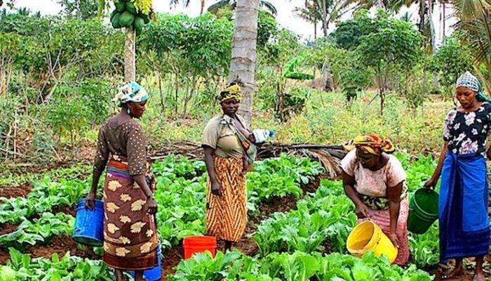 Invisible hands: Six states budgeted as if women farmers don’t count