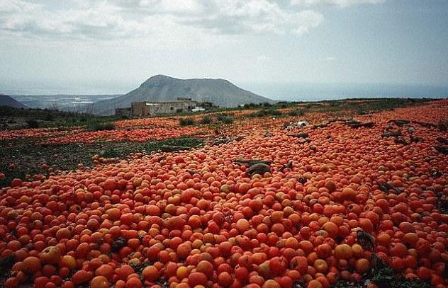 Nigeria breaks 12-year tomato scarcity jinx