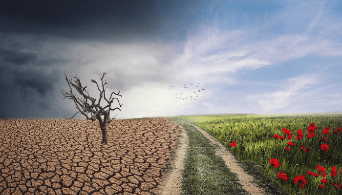 Boards and Biodiversity: Nature in governance decisions