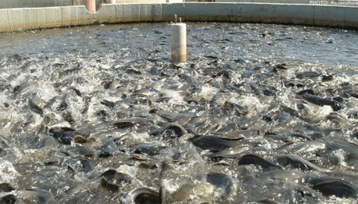 Fish farmers struggle for market share as demand rises 21%