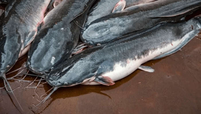 Nigeria’s fish farmers reel from 8-year-old export ban 